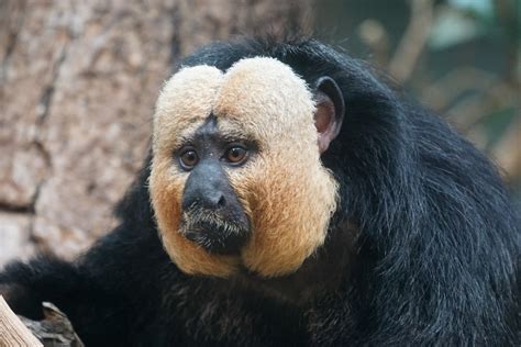 Fotos Gratis Masculino Fauna Silvestre Zoo Mamífero Primate
