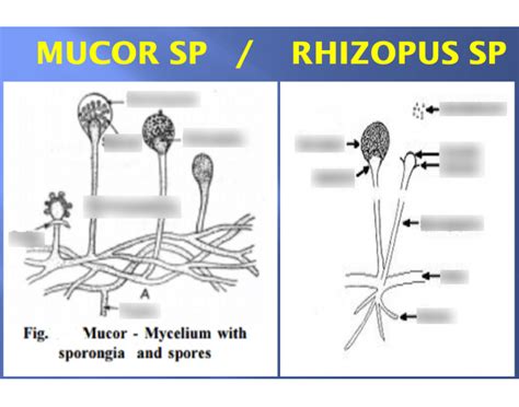Mucor Vs Rhizopus Structures Quiz