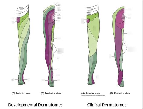 Dermatomes Of Lower Extremity Diagram Quizlet