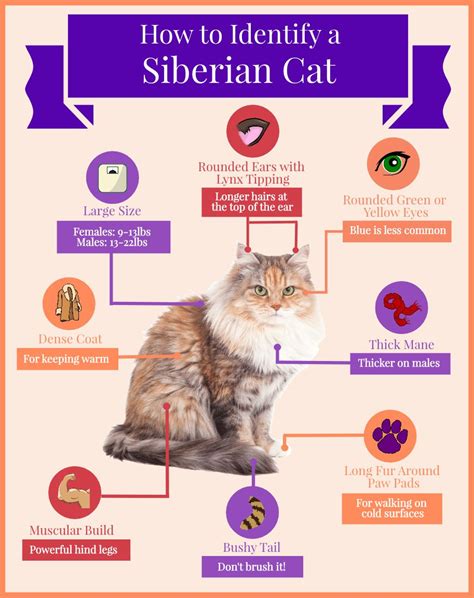 How To Identify A Siberian Cat Infographic Artofit