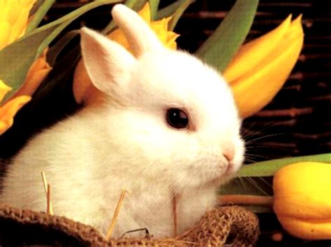 Central Wallpaper Cute Little Rabbits Hd Wallpapers