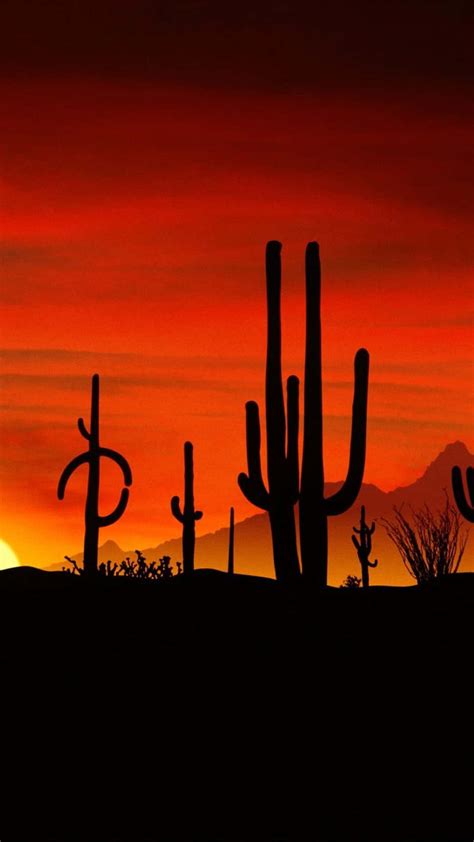 Download Cactus And Sunset On Desert Iphone Wallpaper
