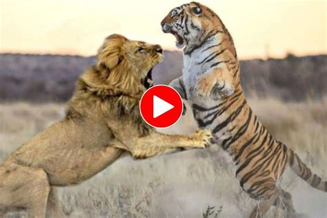 Full 4K Collection Of Amazing Lion And Tiger Images Top 999