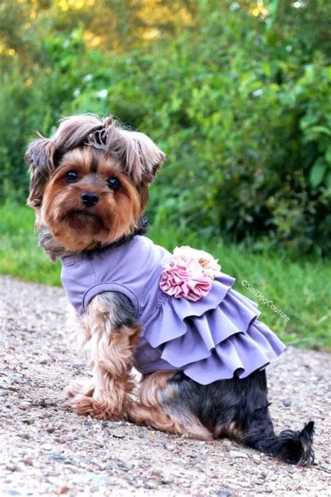 Most Adorable Bridesmaids Dresses For Your Dog Wedding Ideas