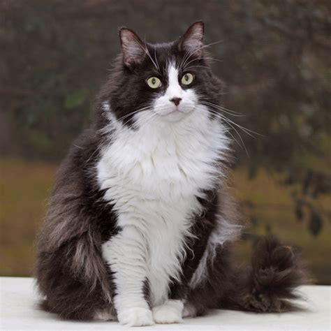 Check out our black long haired cat selection for the very best in unique or custom, handmade pieces from our shops. Are You a Racist When It Comes to Cats? 8 Stereotypes ...