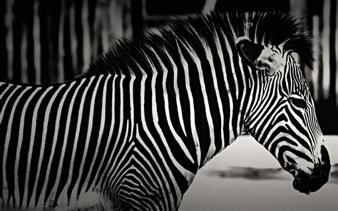 Zebra Black And White Hd Wallpaper
