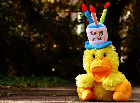 Free Images Flower Yellow Toy Happy Birthday Duck Funny Joy