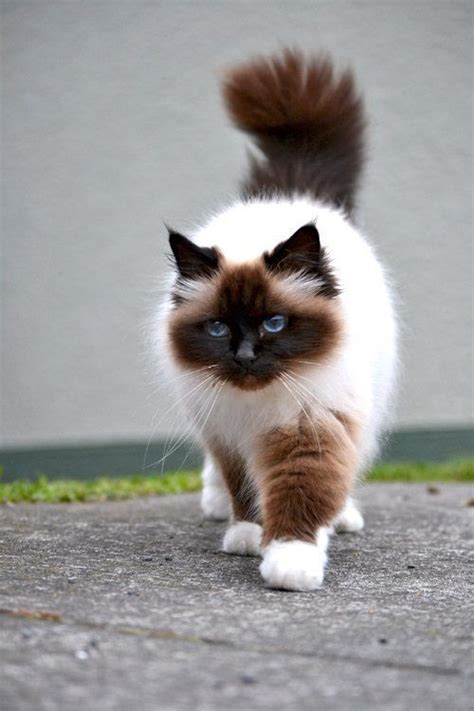 8 Grooming Tips For Long Haired Siamese Cats Hairstylecamp