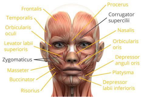 Muscles In The Face How Can Facial Expressions Be Collected And Analyzed Face Muscles Anatomy