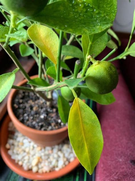 How To Care For An Indoor Orange Tree Smart Garden Guide