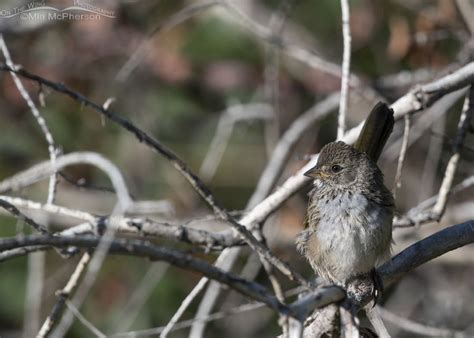 Juvenile Green Tailed Towhee In A Willow Thicket Mia Mcphersons On
