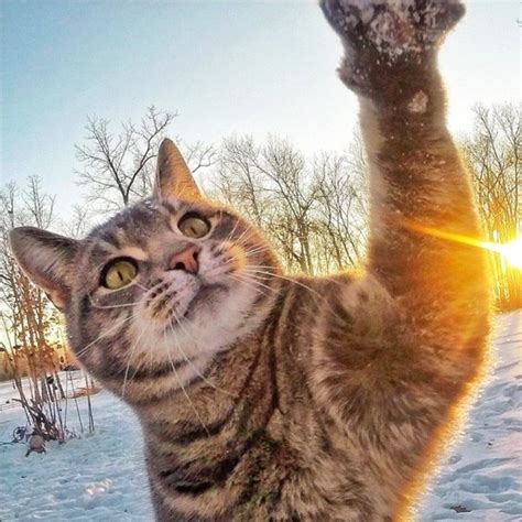 have you seen manny the cat who takes selfies and what that says about your personality