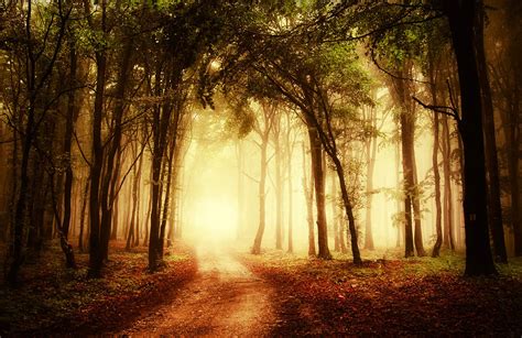 Forest Clearing Wallpaper Beautiful Forest Path