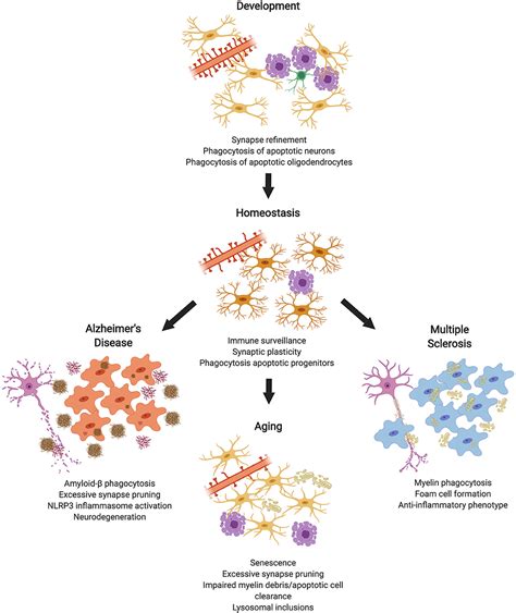Frontiers Phagocytosis In The Brain Homeostasis And Disease