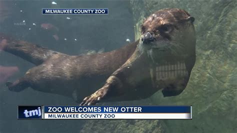 New Otter Joins Milwaukee County Zoo