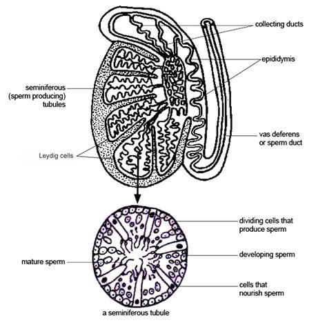 .diagram male infertility human body anatomy female organs male fertility test male and female. Female & Male Reproductive System: Organs, Diagram, Function & Working