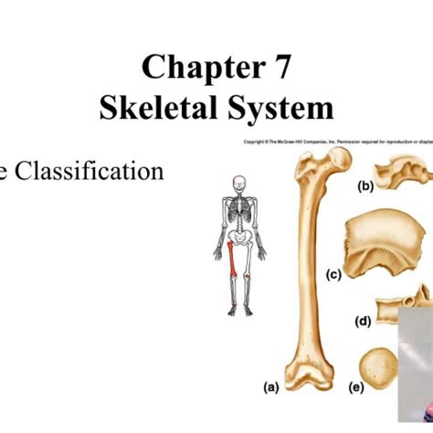 Introduction To The Skeletal System