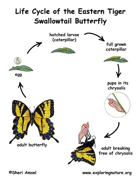 Butterfly Life Cycle Diagram