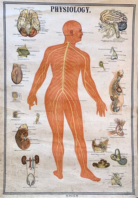 Nervous System Chart Original 1900 Physiology Poster Antique Etsy