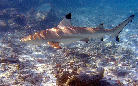 Sharks In The Galapagos Blog