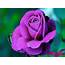 Purple Rose Flowers  Flower HD Wallpapers Images PIctures Tattoos