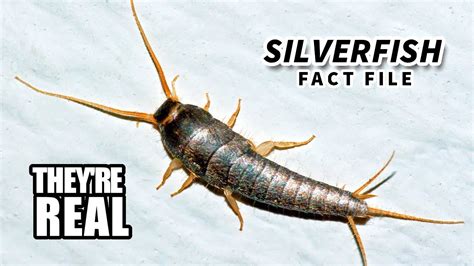 Silverfish Facts Minecraft Hostiles Animal Fact Files Youtube