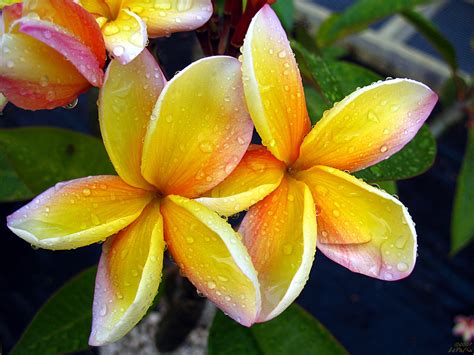 Rob herwig, the recognized plant book writer, called the medinilla magnifica, the rolls. Rare Plumeria Flowers - a photo on Flickriver