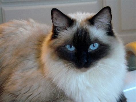 Gato Doméstico Ragdoll Imágenes Y Fotos