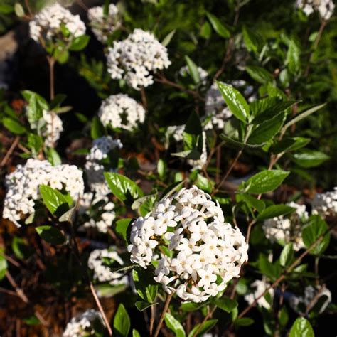 White Flower Clusters On Viburnum Mohawk Shrub Liquid Fertilizer