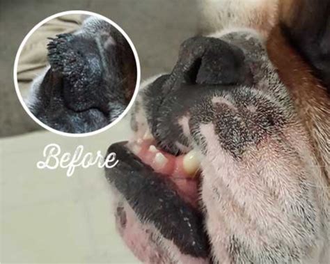 How To Naturally Treat Hyperkeratosis Why Do Dogs Get Dry Crusty Noses