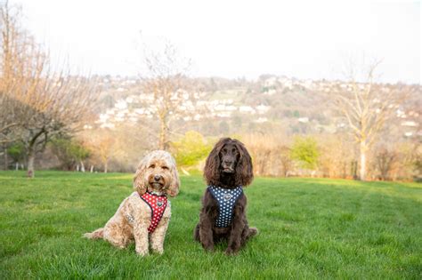 A Dog Friendly Vineyard And Cotswold B And B The Cotswold Spaniels