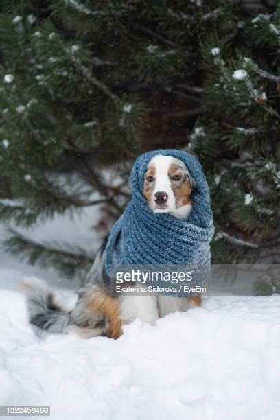 Dog Hat Scarf Photos And Premium High Res Pictures Getty Images