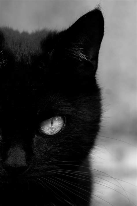 Black Animals Animals And Pets Cute Animals Beautiful Cats Animals