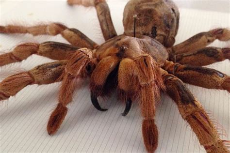 The Goliath Bird Eating Spider Is The Worlds Largest Tarantula Rare