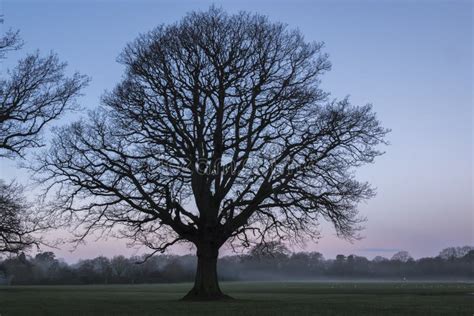 A Lone Tree At A Misty Dawn Stock Image Image Of Lone Morning 107632779