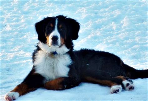 Bernese mountain dog rescue facts. Seeker has come into foster - Heart of Michigan Bernese ...