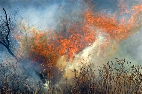 35+ Download Gambar Pemandangan Hutan Kebakaran - Pemandangan