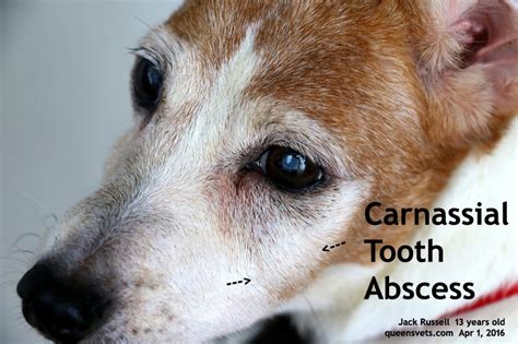 2016vets 12 Dental Disease A 13 Year Old Jack Russell Has A 2nd