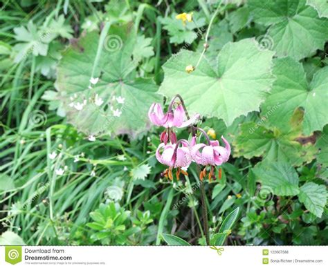Wild Lily Flower In The Mountains Stock Photo Image Of Meadow Grass