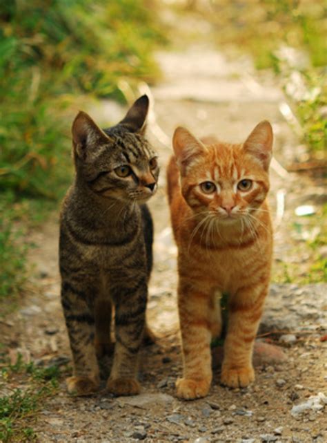 Tabby Vs Domestic Shorthaired Cat Breed Comparison