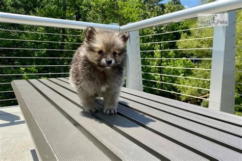 Blossom Pomeranian Puppy For Sale Near Atlanta Georgia D6f07100d1