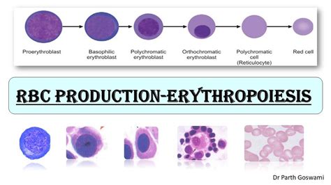 Red Blood Cell Production Erythropoiesis Rbc Series Cells