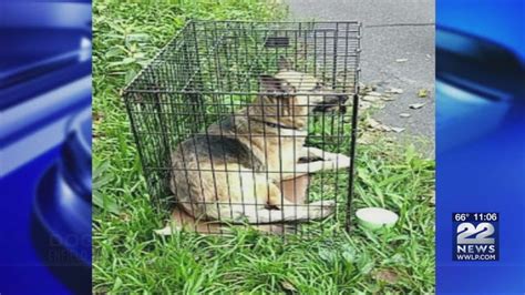 Dog Found Abandoned In Crate Enfield Police Looking For Information