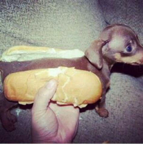 Wiener Dog Hot Dog Buns Weenie Dogs Small Puppies
