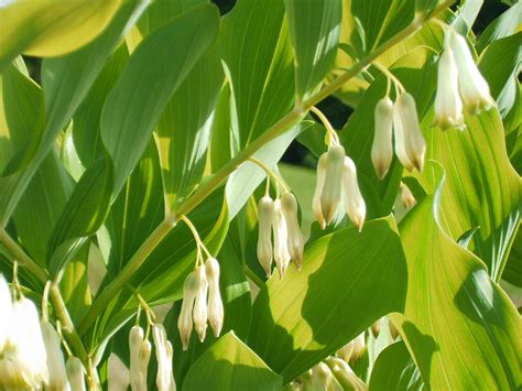 Polygonatum X Hybridum Penlan Perennials Nursery