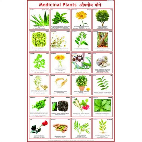 Edible Medicinal Flower Plant Chart Yahoo Image Search Results