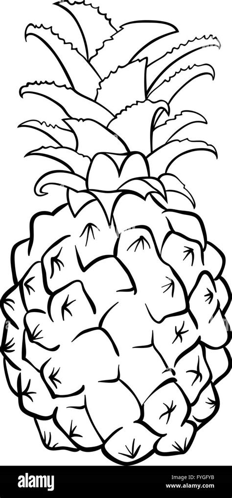 Pineapple Fruit For Coloring Book Stock Photo Alamy