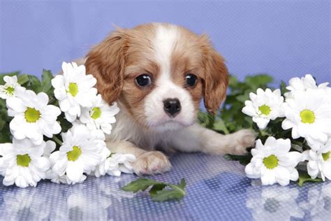 5 Tips To Looking After Your Dogs Health In Spring Dogslife Dog