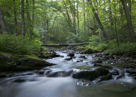 Check spelling or type a new query. Davidson River, Pisgah National Forest, NC | Pisgah ...