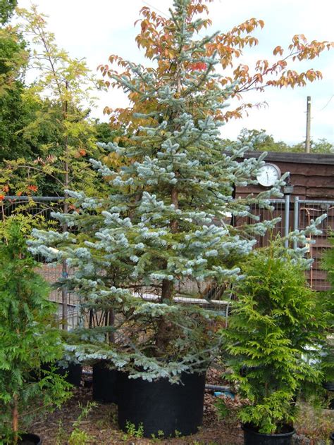 Hoopsii Blue Spruce 240lt Potted4m Tallvery Rare
